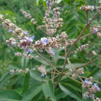 <i>Vitex altissima</i>  L.f.